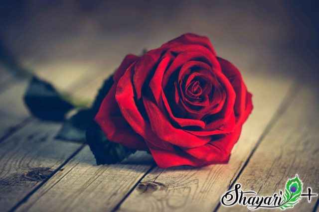 Read more about the article Shayari for Lover in Hindi and English with Images download